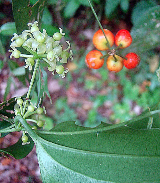Smilax officinalis (Honduran sarsaparilla) — photo