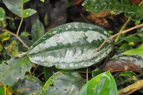 Smilax officinalis