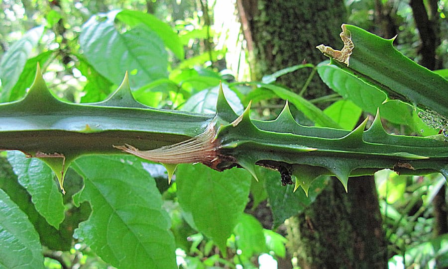 Smilax officinalis (Honduran sarsaparilla) — photo