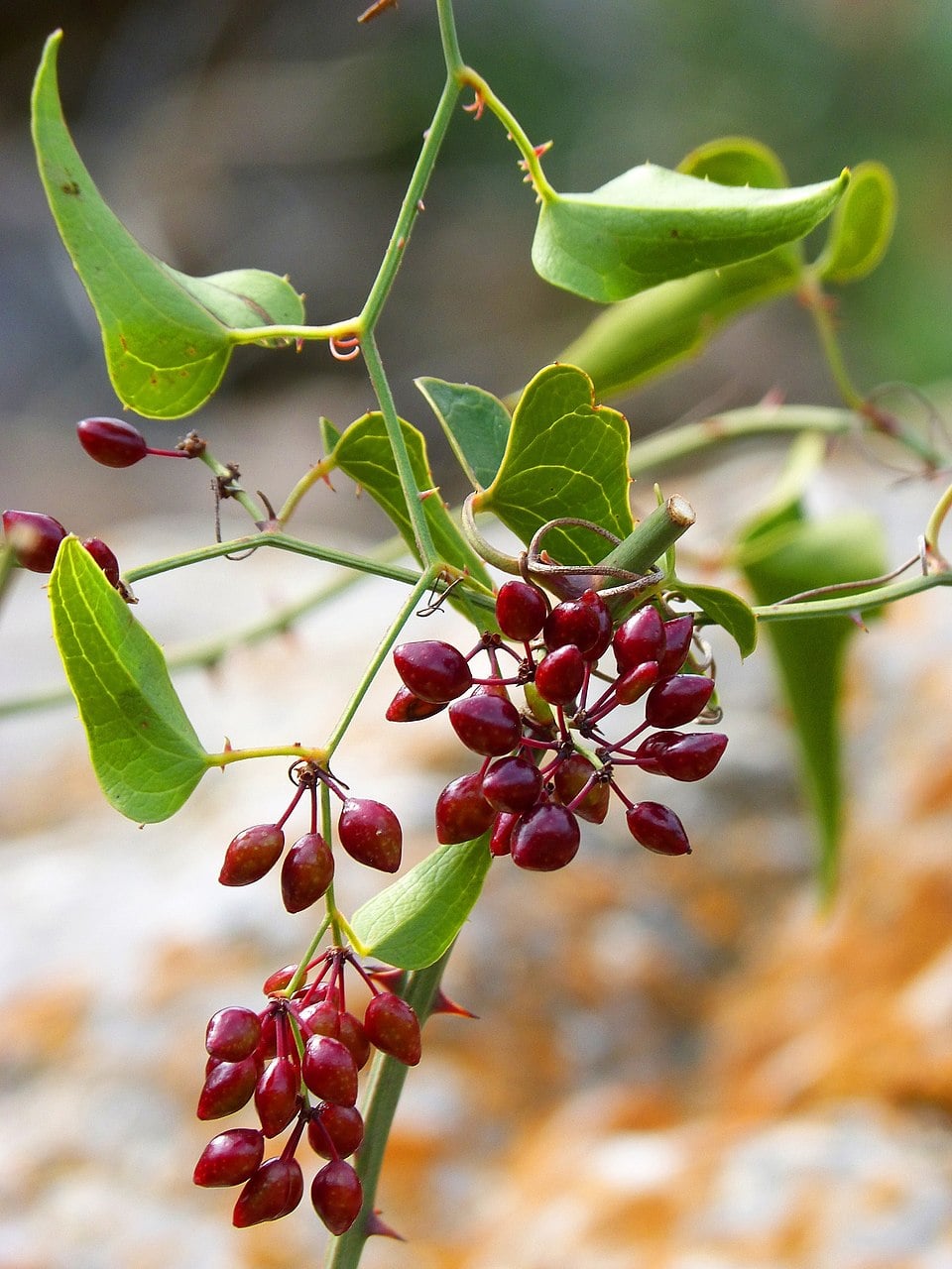 Smilax ornata (Jamaican sarsaparilla) — photo