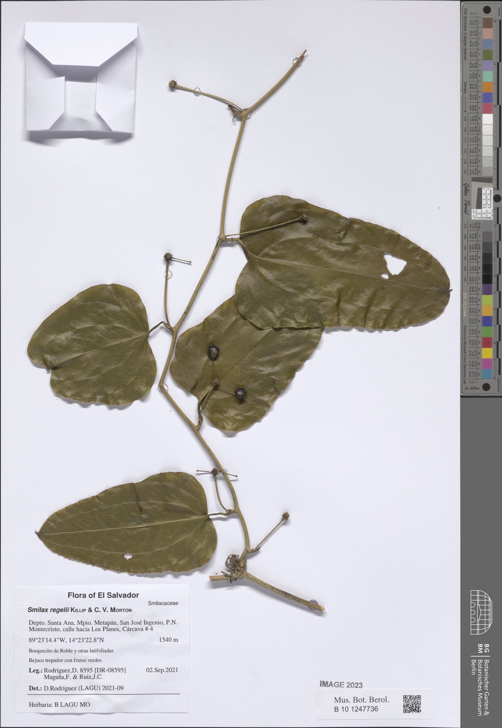 Smilax ornata (Jamaican sarsaparilla) — photo