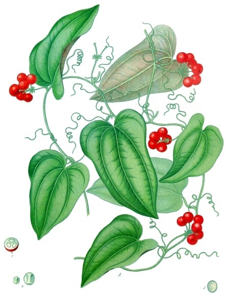 Smilax ornata