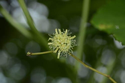 Smilax ovalifolia (Giant sarsaparilla) — photo