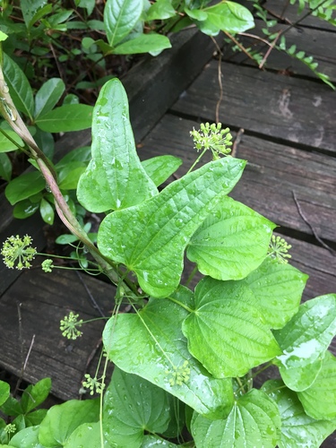 Smilax pseudochina (False China root) — photo