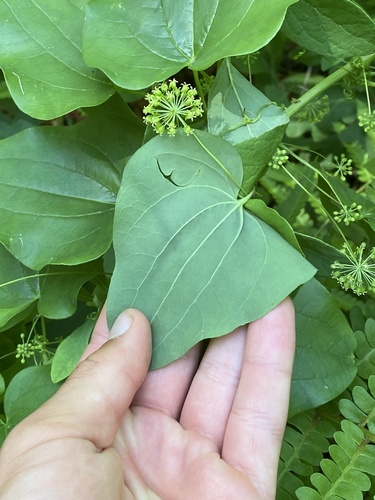 Smilax pseudochina (False China root) — photo