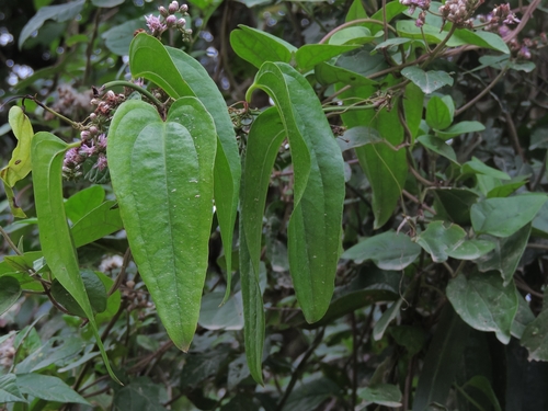 Smilax quinquenervia (Japecanga acu) — photo