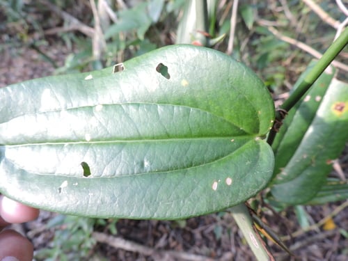 Smilax quinquenervia (Japecanga acu) — photo