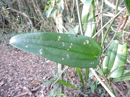 Smilax quinquenervia