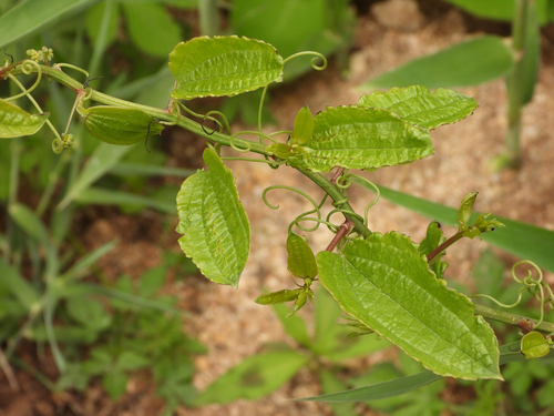 Smilax riparia (Ma mi kit) — photo