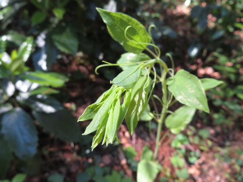 Smilax riparia (Ma mi kit) — photo