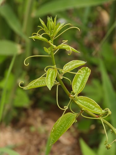 Smilax riparia