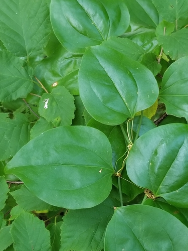 Smilax rotundifolia (Common greenbrier) — photo