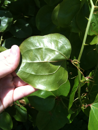 Smilax rotundifolia (Common greenbrier) — photo