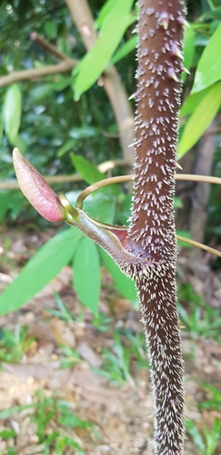 Smilax setosa (Merudang) — photo