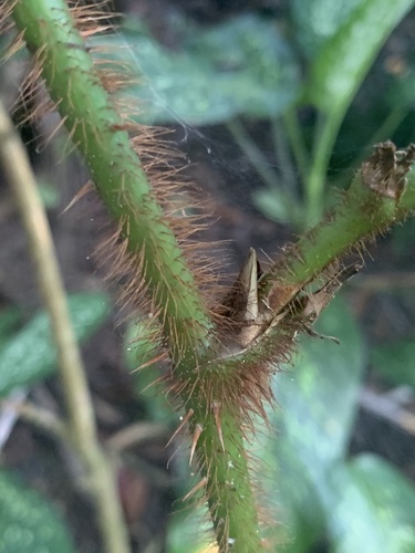 Smilax setosa (Merudang) — photo