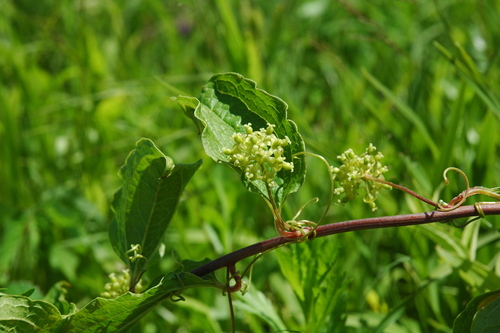 Smilax sieboldii (Hua dong ha qia) — photo