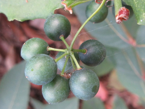 Smilax sieboldii (Hua dong ha qia) — photo