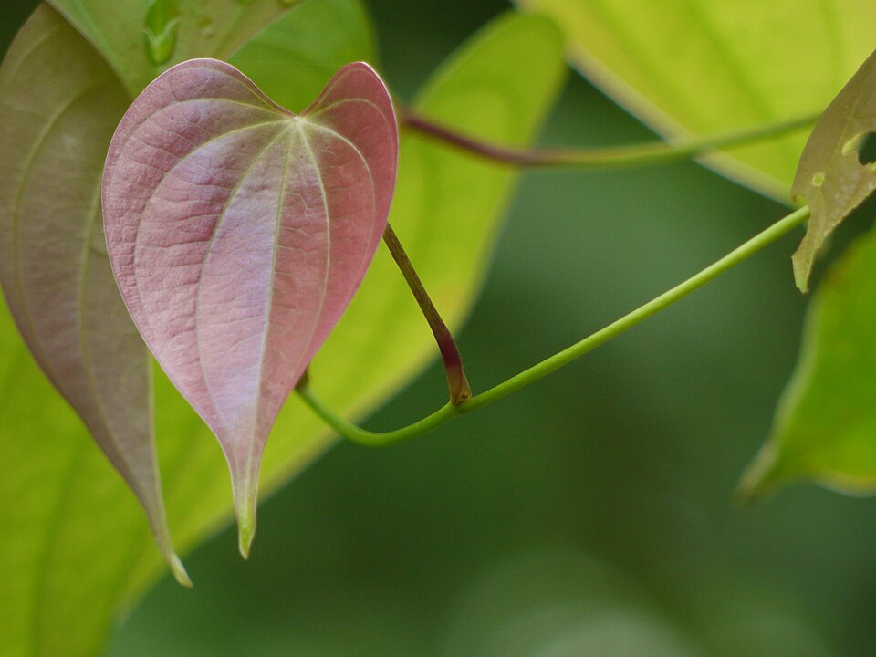 Smilax sp. (Khaao yen) — photo
