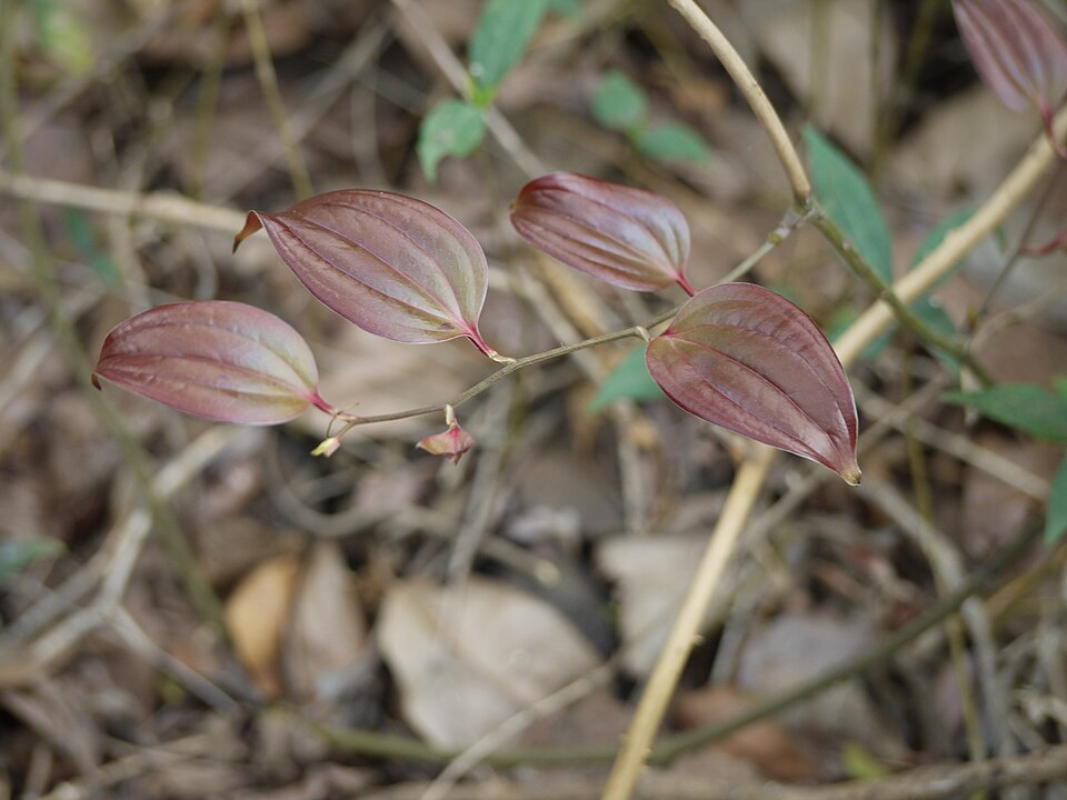 Smilax sp.