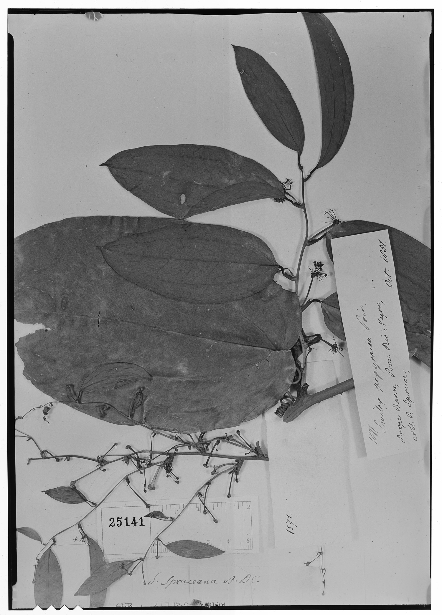 Smilax spruceana