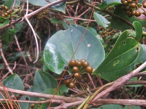 Smilax subpubescens — photo