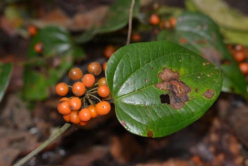 Smilax subpubescens