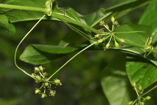 Smilax tamnoides (Bristly greenbrier) — photo