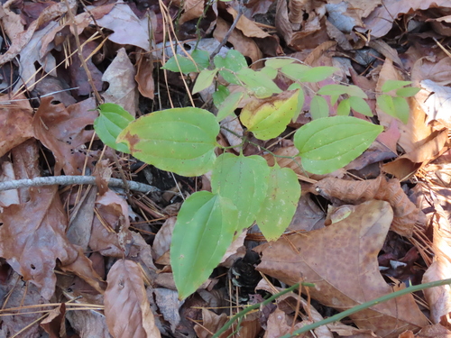 Smilax tamnoides (Bristly greenbrier) — photo