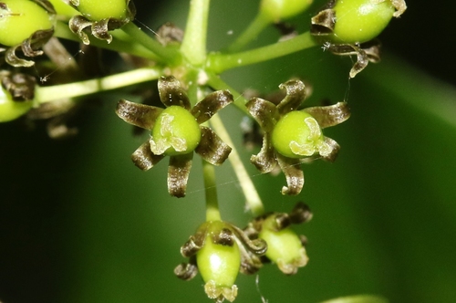 Smilax tamnoides