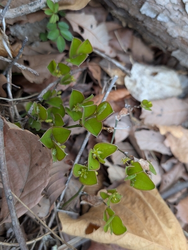 Smilax trinervula (San mai ba qia) — photo