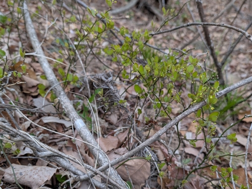 Smilax trinervula