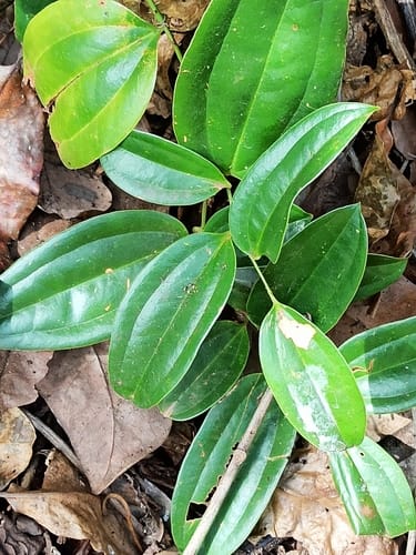 Smilax zeylanica (Indian smilax) — photo