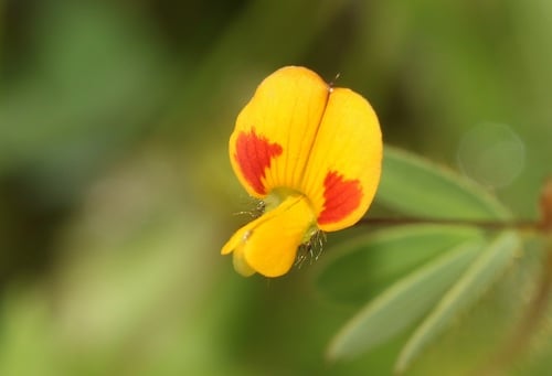 Smithia bigemina