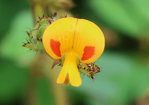 Smithia bigemina — photo