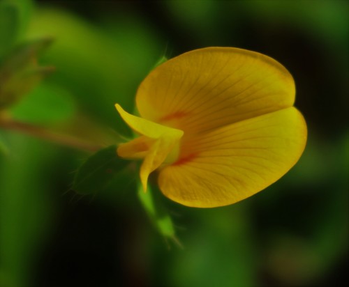 Smithia conferta — photo