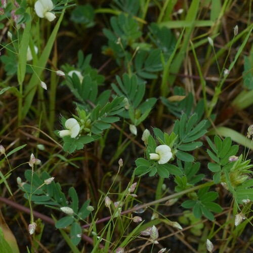 Smithia conferta — photo