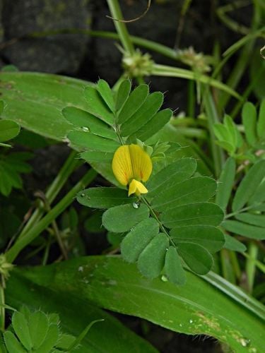 Smithia conferta