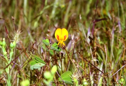 Smithia hirsuta (Pivla-kaula) — photo