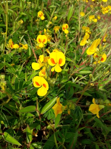 Smithia hirsuta
