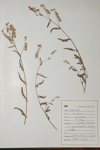 Smithia purpurea — photo