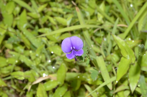 Smithia purpurea
