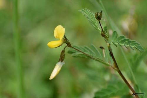 Smithia sensitiva — photo