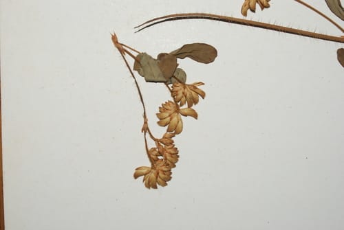 Smithia setulosa (Kaula) — photo