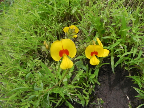 Smithia setulosa