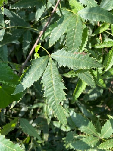 Smodingium argutum — photo