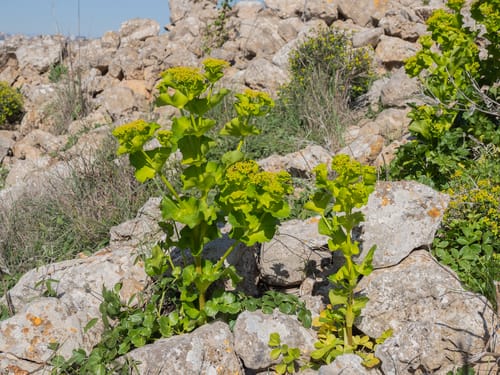 Smyrnium connatum (Yellow alexanders) — photo