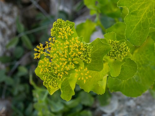 Smyrnium connatum (Yellow alexanders) — photo