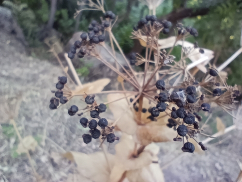 Smyrnium cordifolium