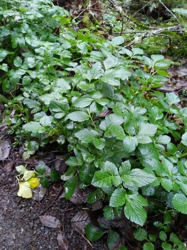 Smyrnium olusatrum (Black lovage) — photo