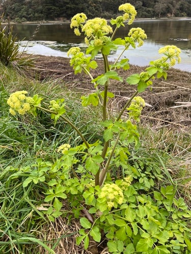 Smyrnium olusatrum